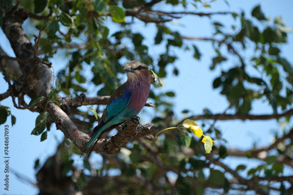 Lilac-breasted roller. sitting on a branch with leaves and blue sky in the background Lilac-breasted roller. sitting on a branch with leaves and blue sky in the background