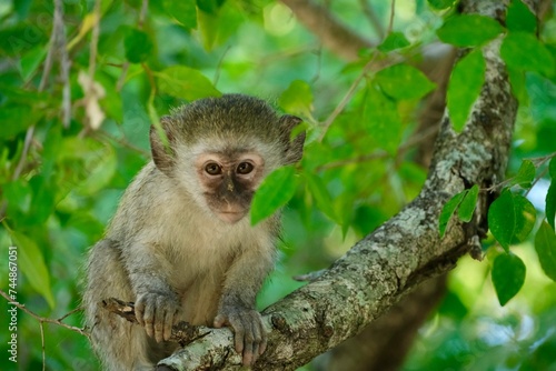 Vervet monkey in a tree looking at you