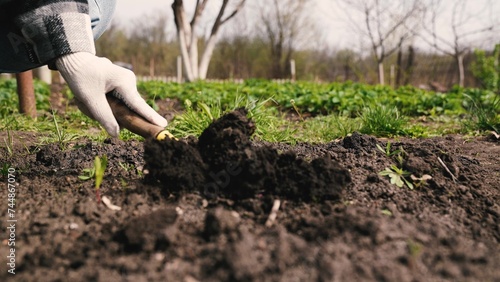 farmer digs ground with shovel, shovel, hands planting green sprout ground, agriculture, eco farm planet, female plants young seedling, close-up woman hands planting small green seedling ground