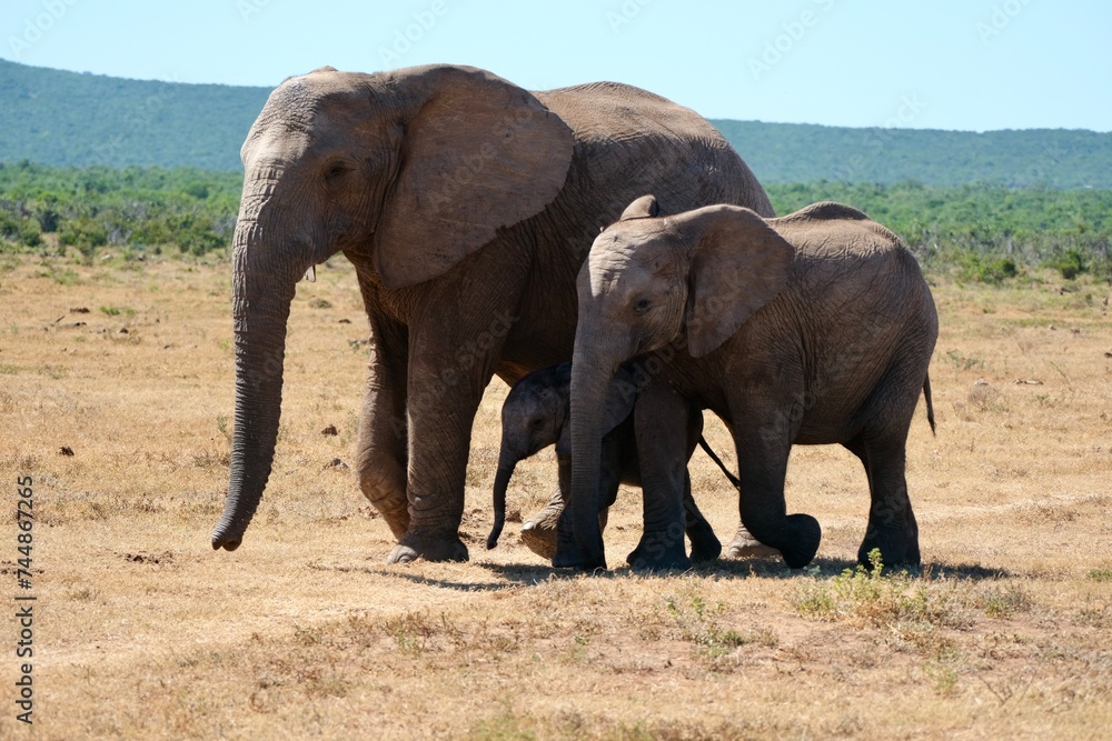 Three generations of elephants, baby, teenager, adult. Protecting the baby