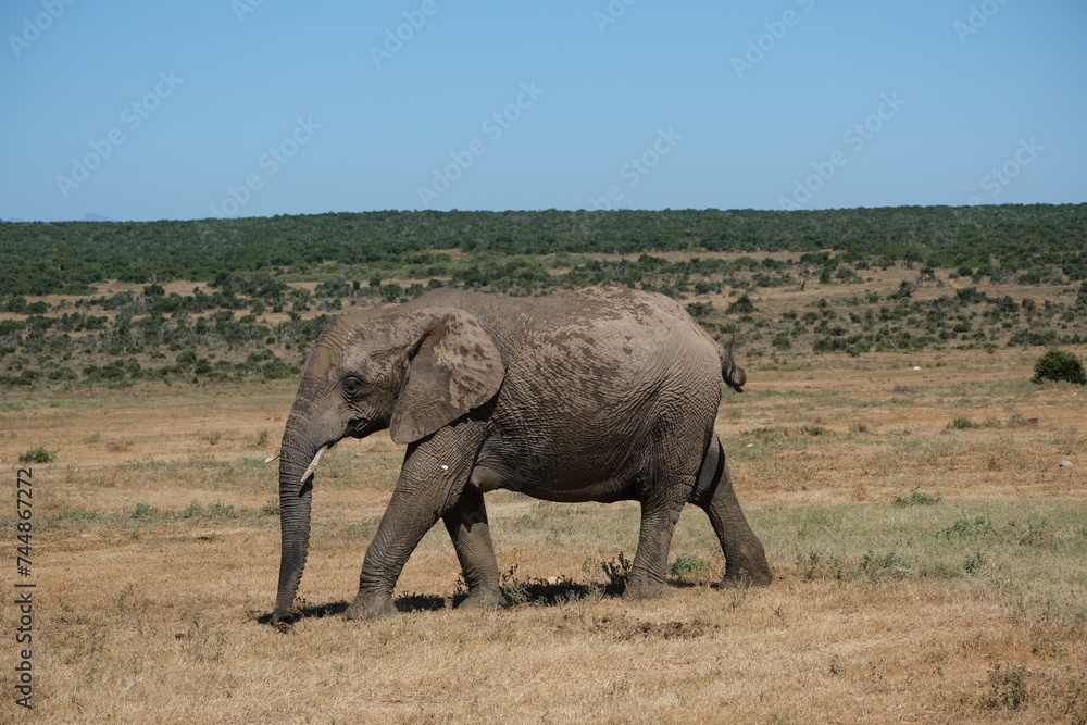 Big elephant partly covered in mud Big elephant partly covered in mud