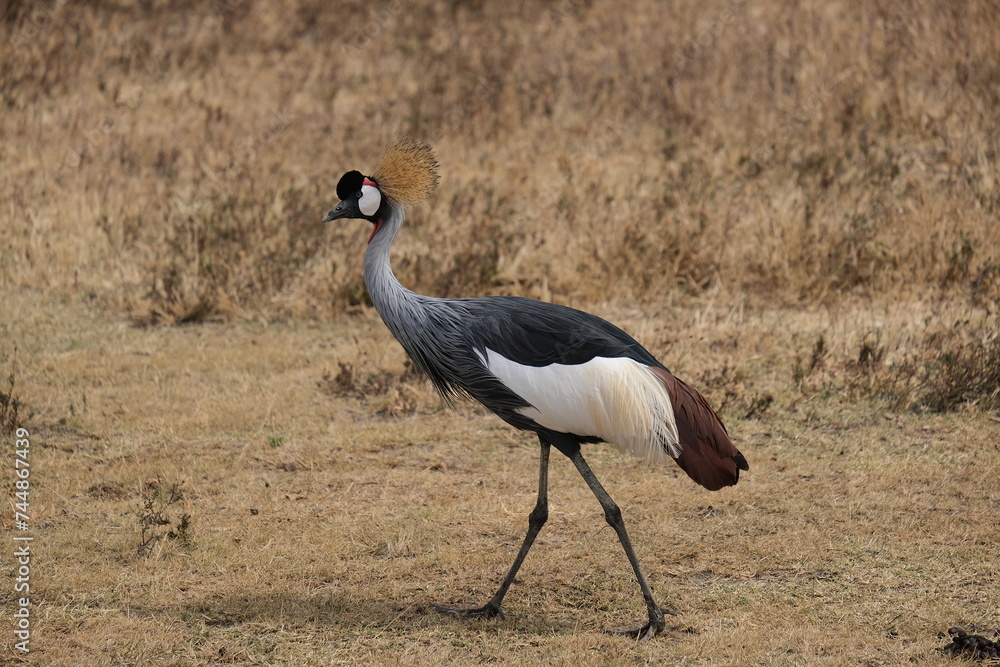 Obraz premium grey crowned crane walking in the grass
