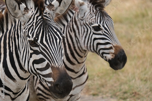 Close up on two zebra faces