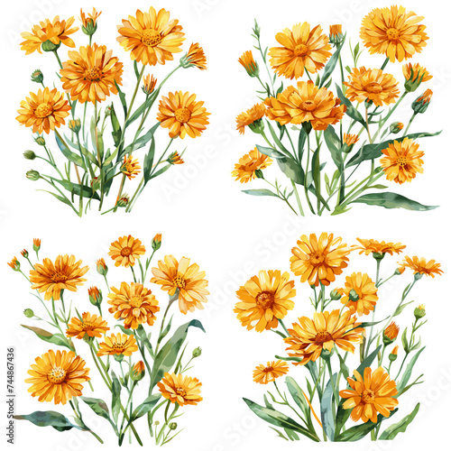 Watercolor set of Calendula flower isolated on white background