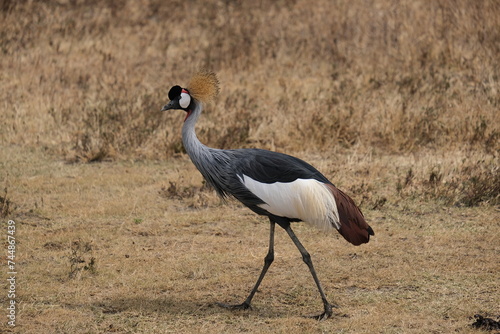 grey crowned crane walking in the grass