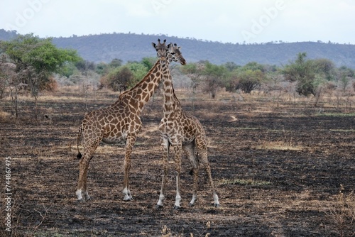 Two giraffes in symmetry crossing necks