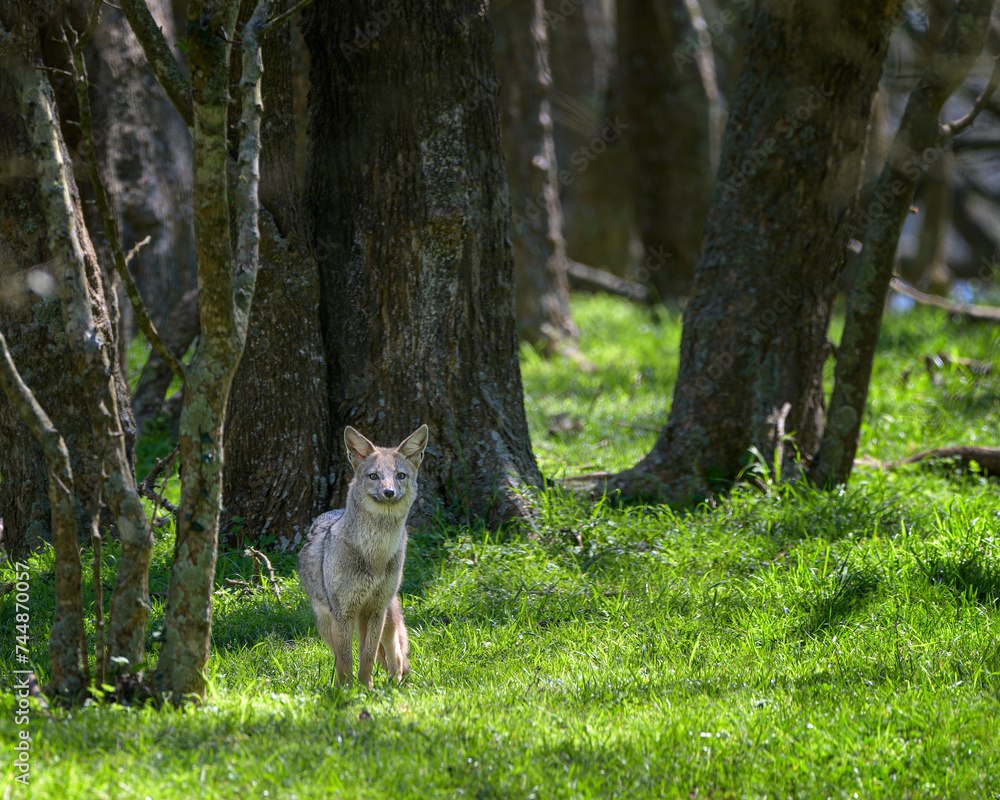 Obraz premium Grey Fox