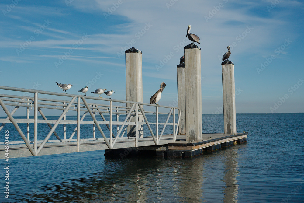 Three pelicans and four seagulls perched on boat dock ramp and posts at Bay Vista Park in St. Petersburg, Florida. Sunny day with scenic blue and white sky and view southeast towards Tampa Bay. 
