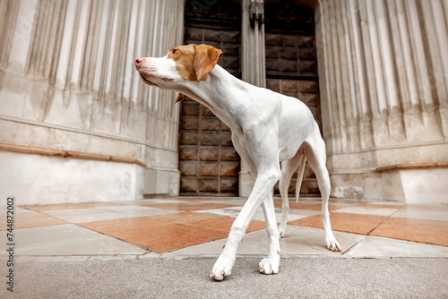 A braque Saint germain hound at the entrance of a church in a city photo