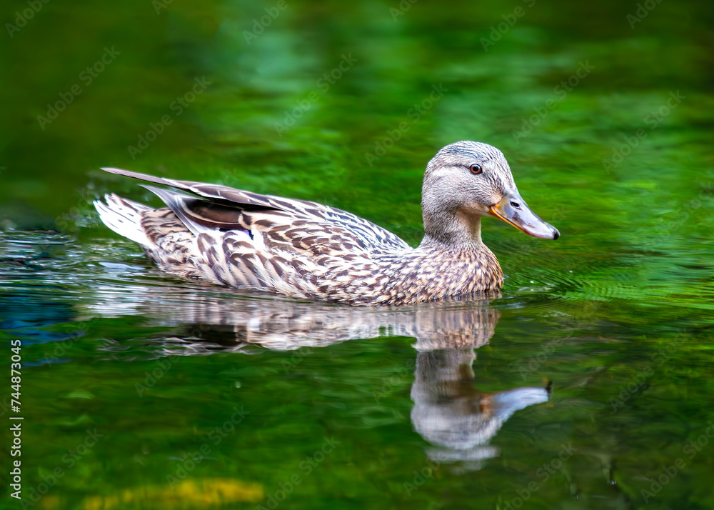 Fototapeta premium Female Mallard (Anas platyrhynchos) - A Graceful Presence