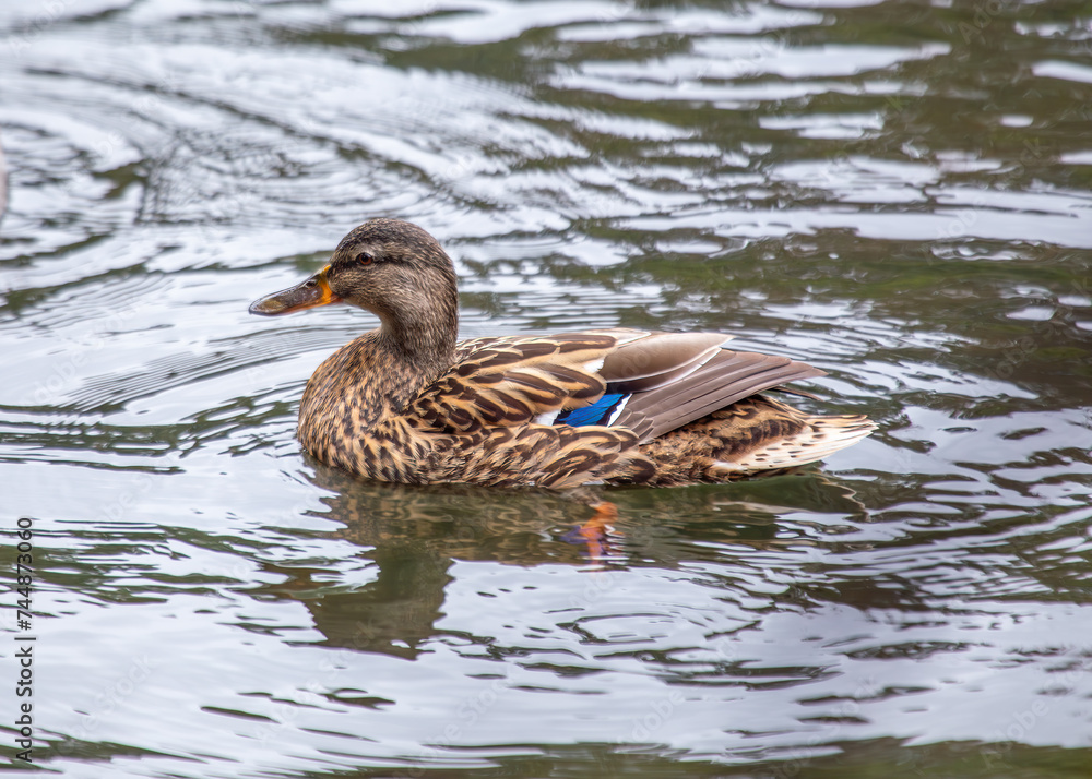 Female Mallard (Anas platyrhynchos) - A Graceful Presence Female Mallard (Anas platyrhynchos) - A Graceful Presence
