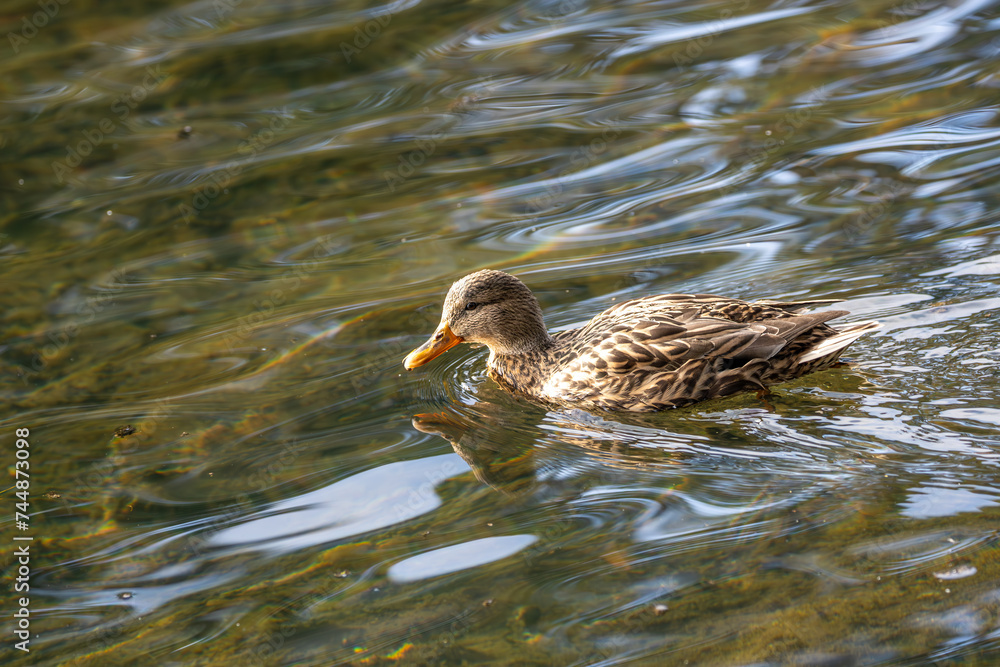 Female Mallard (Anas platyrhynchos) - A Graceful Presence Female Mallard (Anas platyrhynchos) - A Graceful Presence