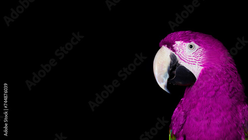 Closeup of purple macaw parrot, isolated on black copy-space background. (ID: 744876039)
