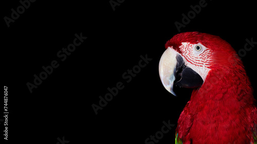 Closeup of scarlet macaw parrot, isolated on black copy-space background. (ID: 744876047)