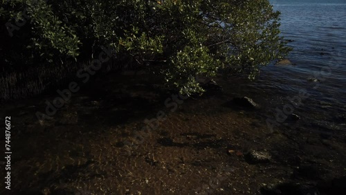 Close up of Florida blue bay water waves and green mangroves on left on the edge. In Bright daylight over brown rocks and sand in real time.  Water moves into shore under mangroves trees over rocks.