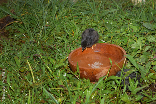 Wallpaper Mural Chicks are drinking water in wooden bowls, Cute little chickens Torontodigital.ca
