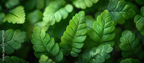 leafy green fern background photo