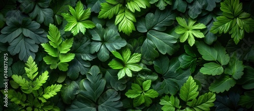 leafy green fern background photo