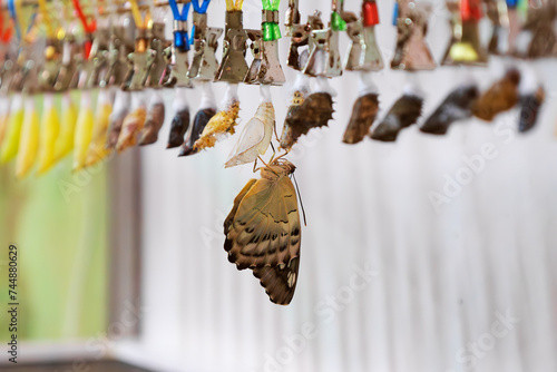 Fotografi Selective focus newly emerged butterfly drying wings among chrysalises and cocoons