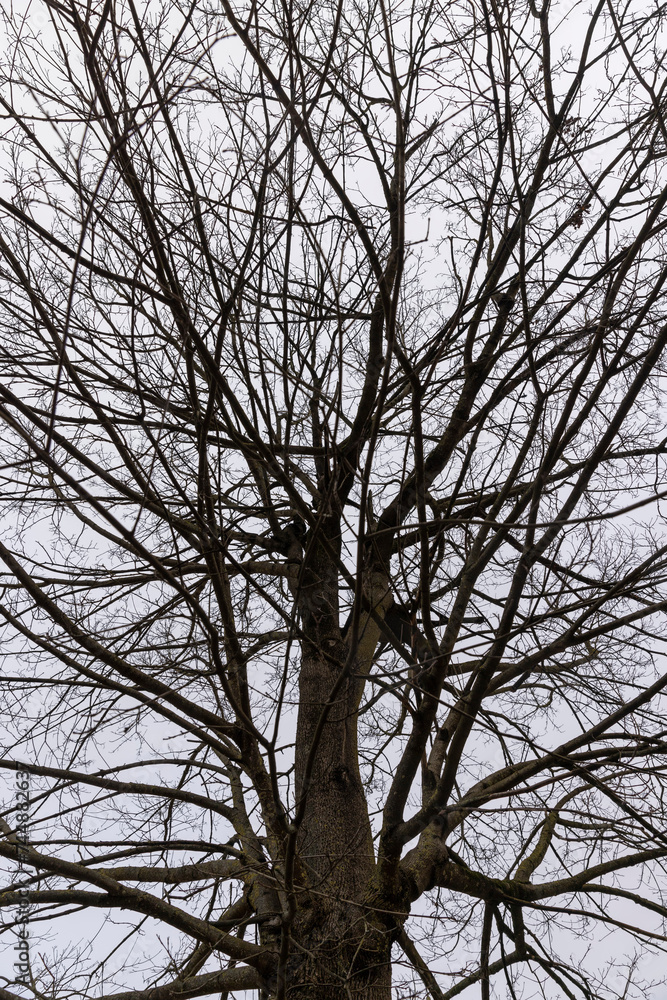 bare branches of maples in the winter season in the park bare branches of maples in the winter season in the park