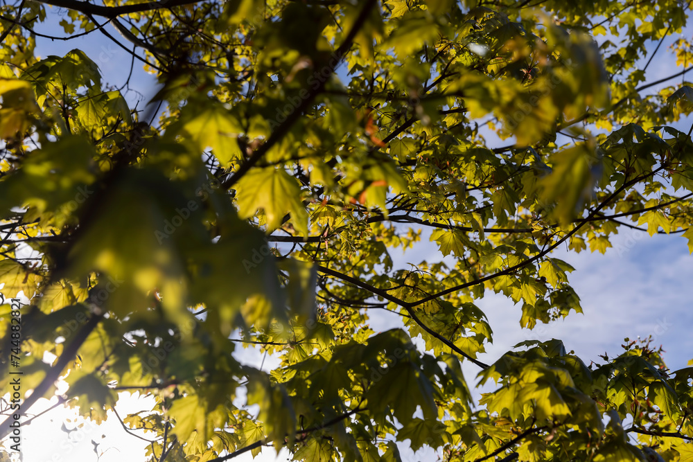 green young foliage of spring maples green young foliage of spring maples