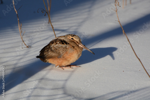 American Woodcock (Scolopax minor) walking on snow. The woodcock, or timberdoodle, is a plump long-billed shorebird that migrates in spring. Snow disrupts their camouflage. Central Park, New York City photo