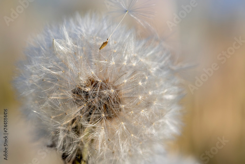 a field with white dandelion flowers in close-up