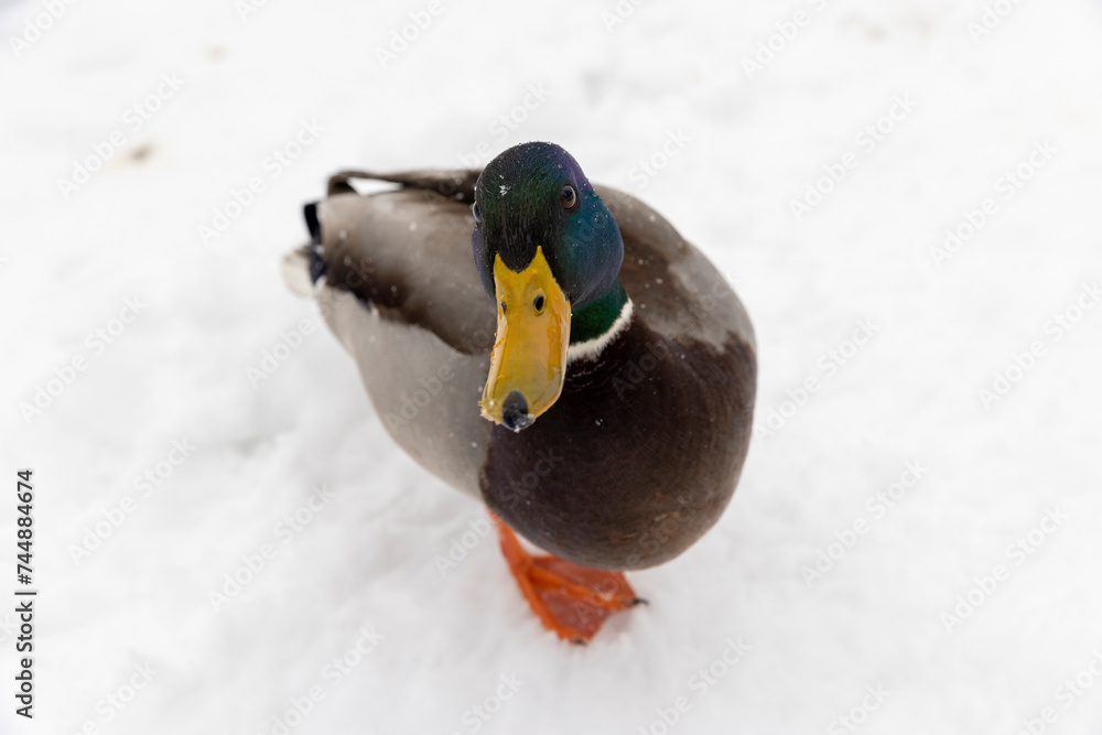 wild ducks in the snow in winter wild ducks in the snow in winter