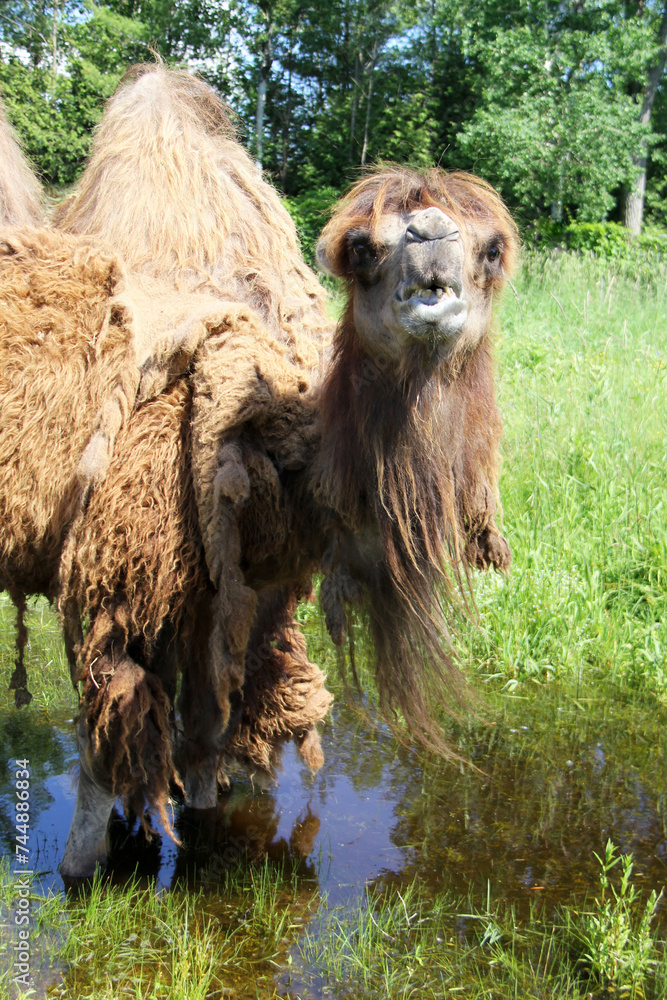 Portrait of a camel standing on swamp