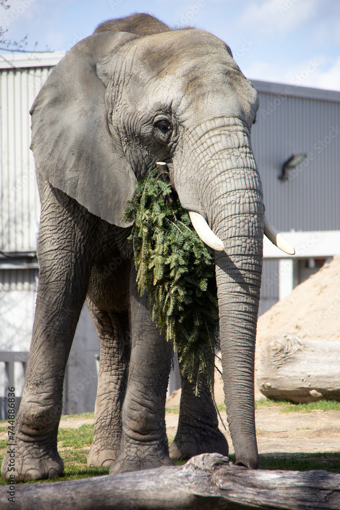 Elephant eating a fir in a zoo