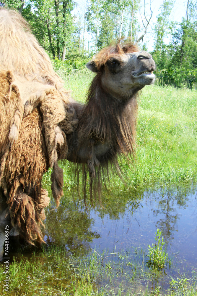 Portrait of a camel standing on swamp