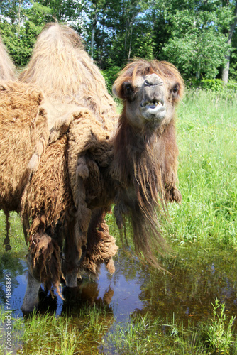 Obraz na płótnie Portrait of a camel standing on swamp w salonie