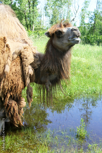 Obraz na płótnie Portrait of a camel standing on swamp w salonie