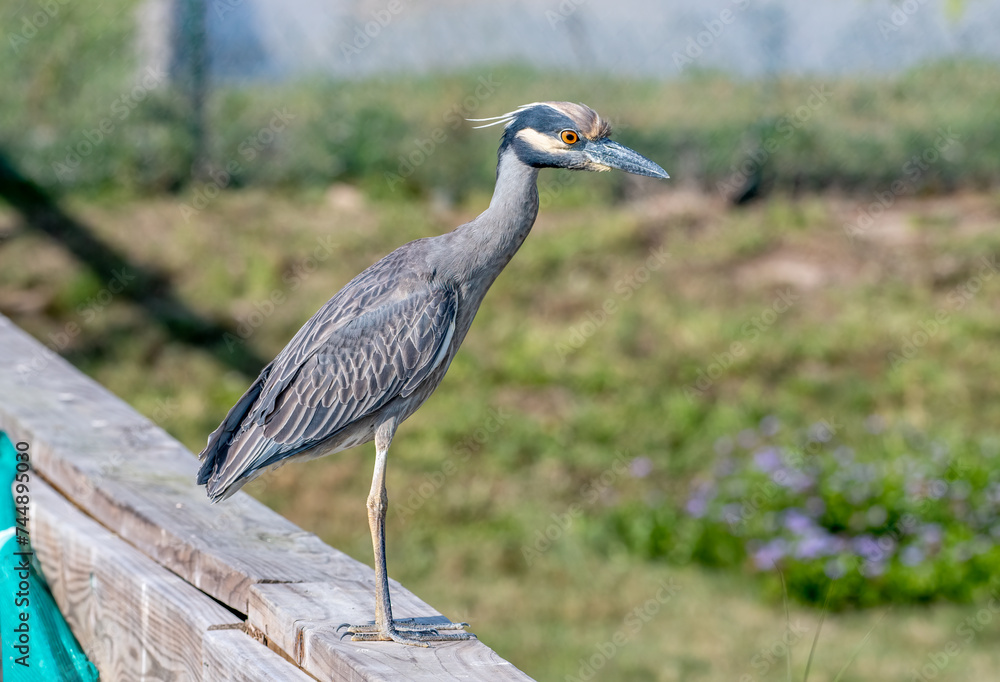 Yellow-crowned Night Heron Yellow-crowned Night Heron