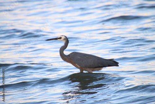 A Heron Standing in the Sea, as the Tide Comes In, at Sunset, Tin Can Bay, Australia