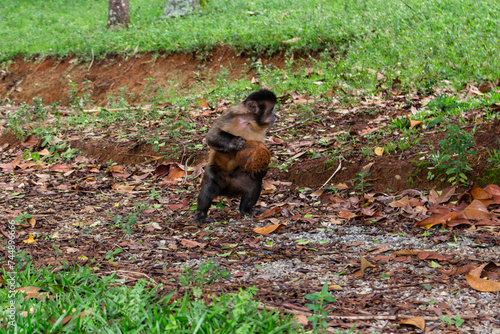 S  O PAULO  SP  BRAZIL - FEBRUARY 03  2024  Capuchin monkey carrying a coconut in Horto Florestal in Alberto Lofgren State Park  better known as Horto Florestal  Forest Garden .