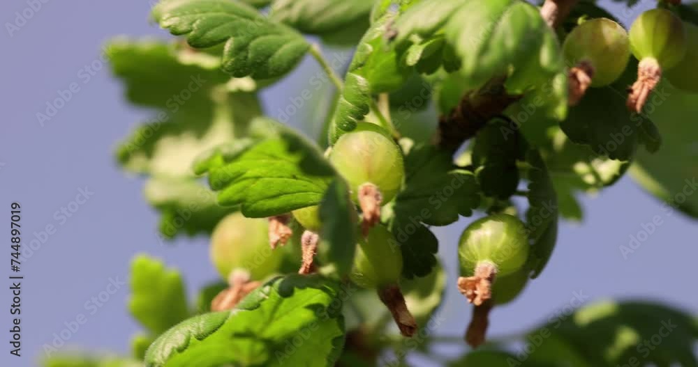 green foliage and gooseberry berries in the garden, growing gooseberry crops in eastern Europe green foliage and gooseberry berries in the garden, growing gooseberry crops in eastern Europe