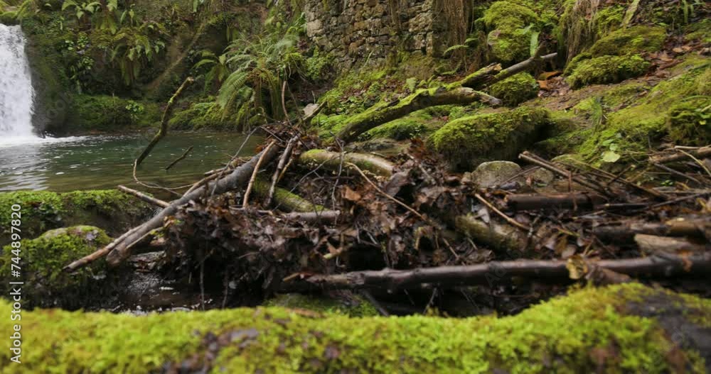 Waterfall with ferns and gren forest flowing into pond with clean mountain water. Waterfall with ferns and gren forest flowing into pond with clean mountain water.