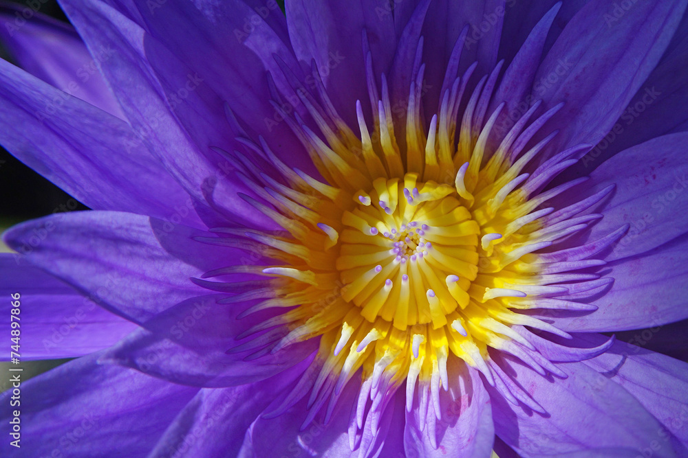 Fototapeta premium Intricate details of a botanical garden in Far North Queensland reveal exotic plants, vibrant blooms, tropical foliage, and curated pathways that celebrate the region’s rich botanical diversity.