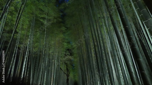 京都夜の竹林
