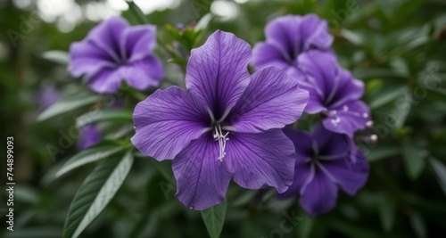  Vibrant purple flowers in bloom