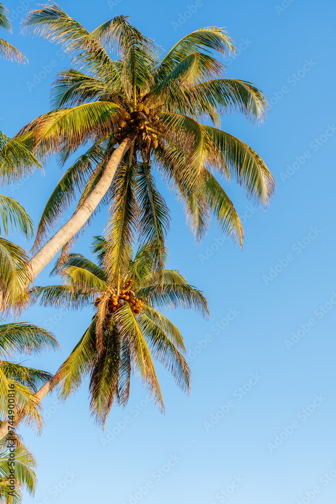 palm tree on blue sky