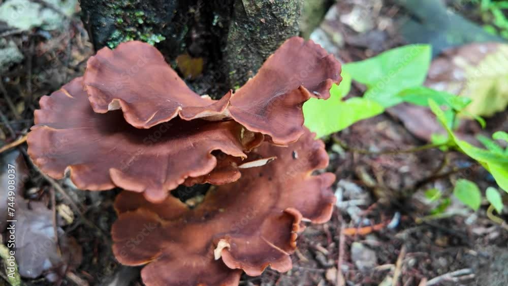 Group of wood ear mushrooms that live on rotten wood in the forest. Brown colored wild mushroom fungi grow on wet tree bark. Concept for biology and biodiversity. Group of wood ear mushrooms that live on rotten wood in the forest. Brown colored wild mushroom fungi grow on wet tree bark. Concept for biology and biodiversity.