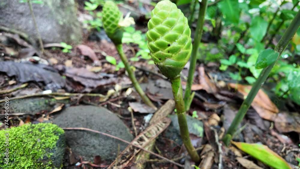 Wet wild zingiber zerumbet flower buds in the forest. Pinecone bitter shampoo ginger or lempuyang. The rhizome extracts have been used in herbal medicine and food flavoring in various cuisines. Wet wild zingiber zerumbet flower buds in the forest. Pinecone bitter shampoo ginger or lempuyang. The rhizome extracts have been used in herbal medicine and food flavoring in various cuisines.