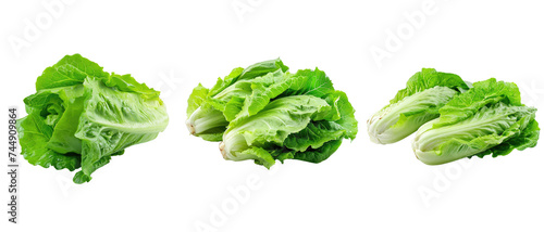 Fresh Lettuce Leaves on Transparent Background