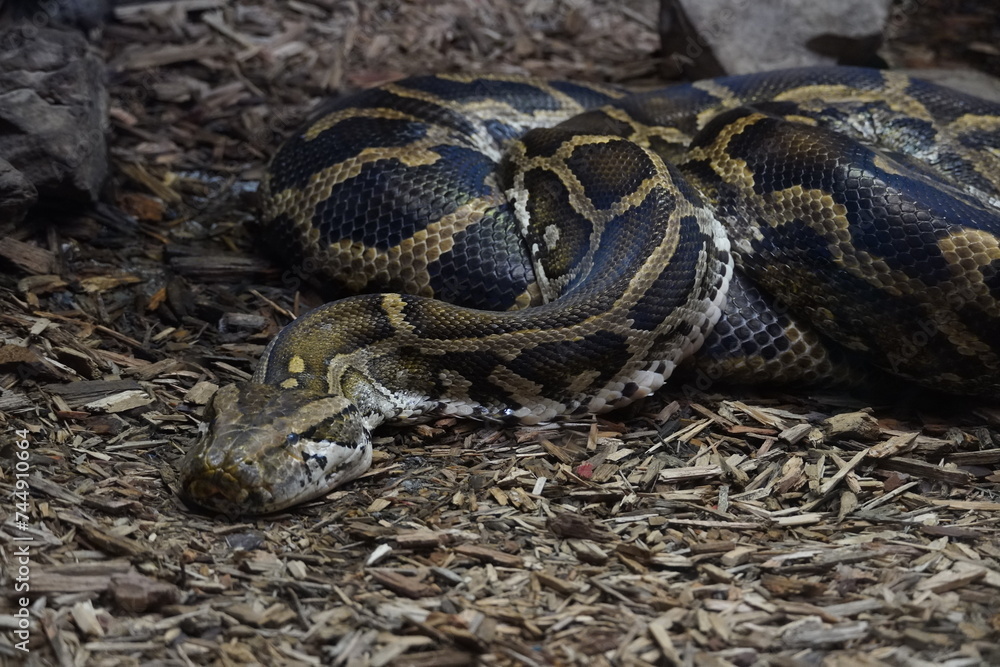 The Burmese python indigenous range is Northeastern India, East through southern China, Southeast Asia and the Malay Peninsula. They are also an invasive species to the United States. The Burmese python indigenous range is Northeastern India, East through southern China, Southeast Asia and the Malay Peninsula. They are also an invasive species to the United States.