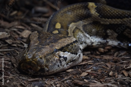 The Burmese python indigenous range is Northeastern India, East through southern China, Southeast Asia and the Malay Peninsula. They are also an invasive species to the United States.  photo