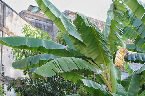 banana leaf midrib with a background of buildings and clouds photo