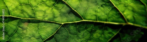 Exploring the Intricate Details of a Lush Green Leaf: A Texture-Rich Surface Close-Up photo