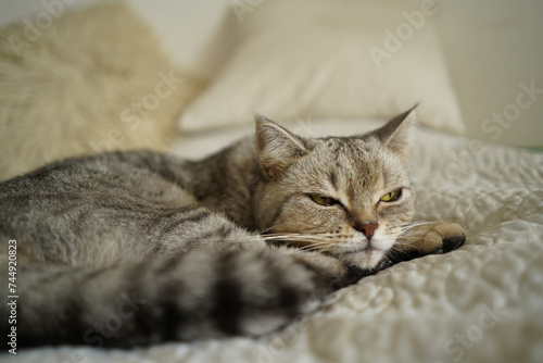 Portrait of a beautiful cat. Cute Cat Portrait. Happy Pet. Gray Scottish Straight cat sleeping.Home scene